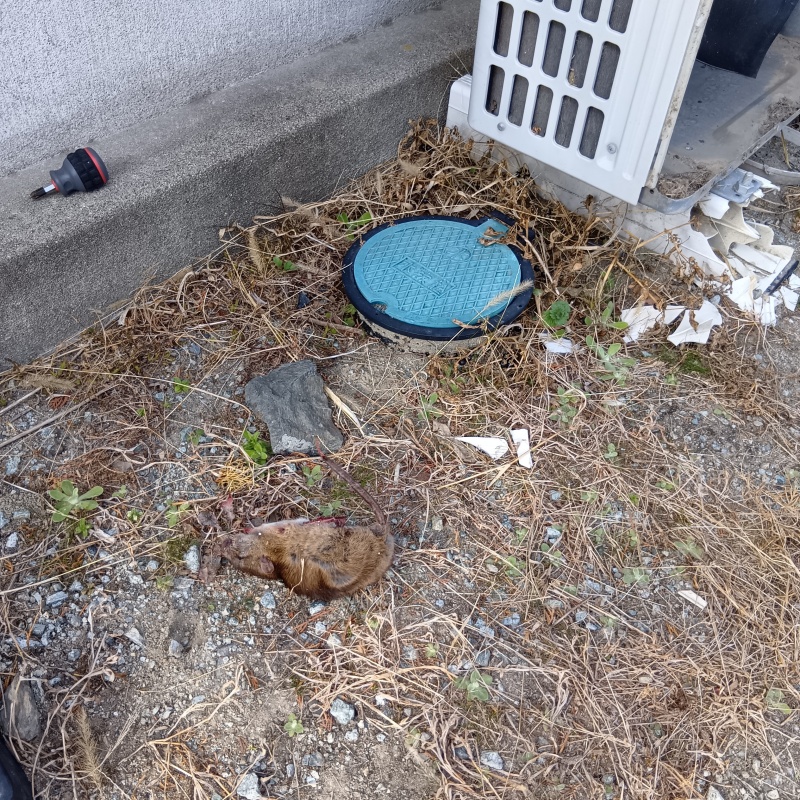 ネズミの死骸