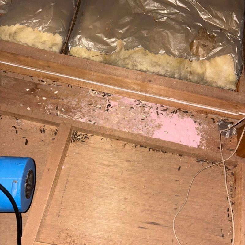 ネズミが殺鼠剤を食べたあと
