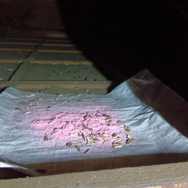 ネズミが殺鼠剤を食べたあと