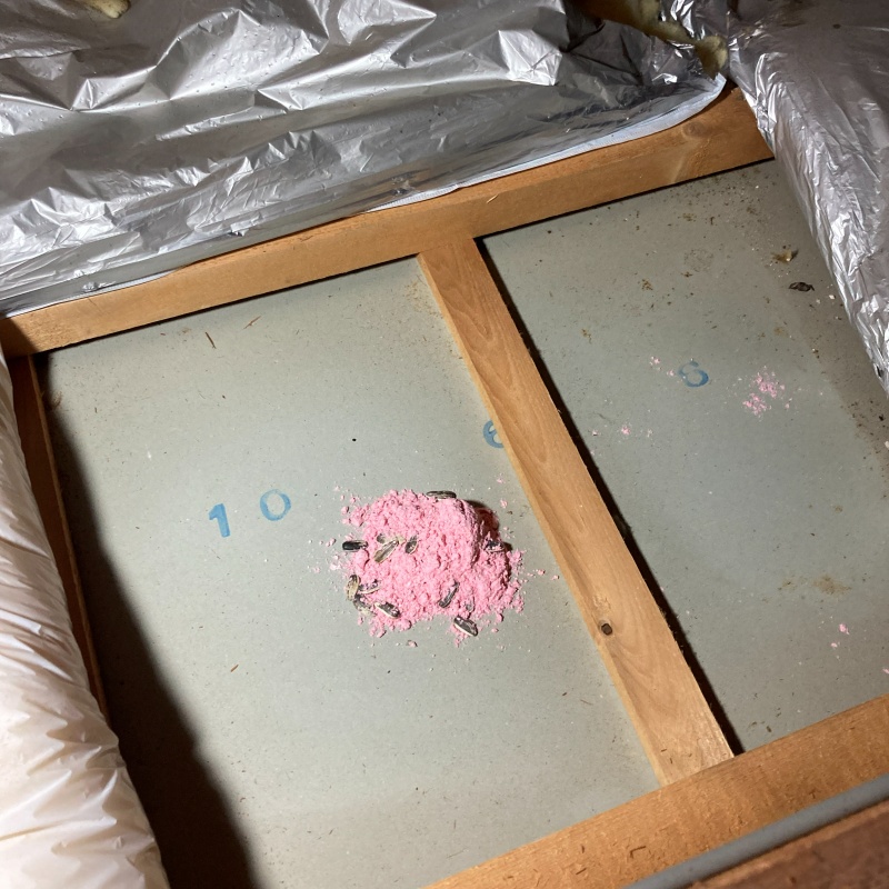 殺鼠剤を設置