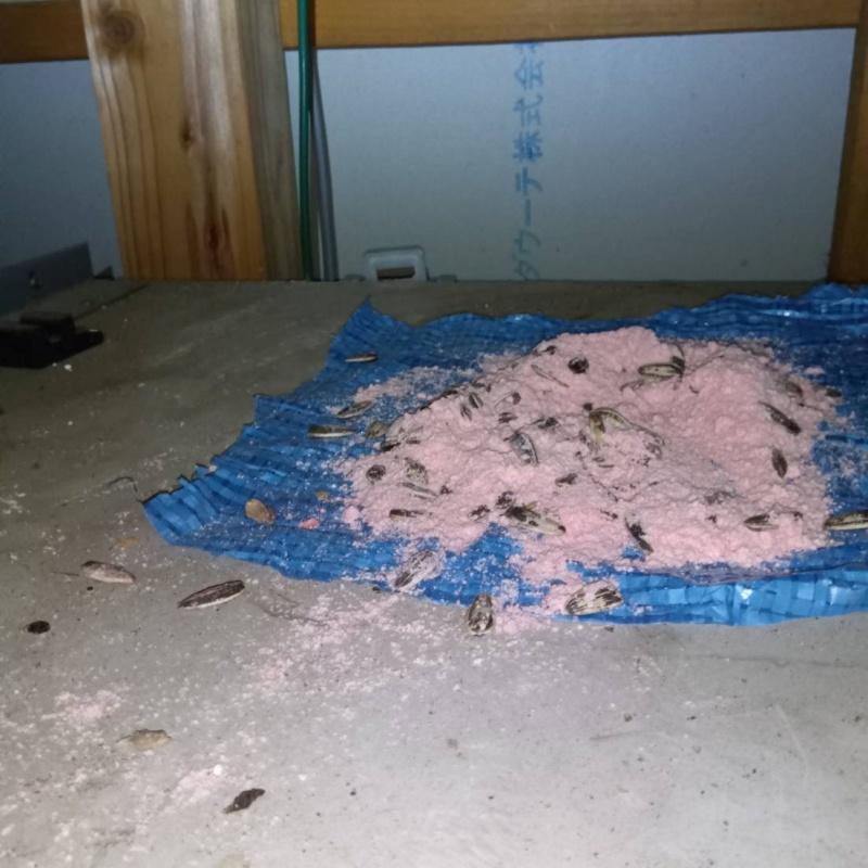 ネズミが殺鼠剤を食べたあと