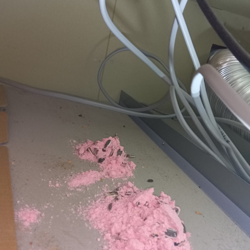 殺鼠剤を設置