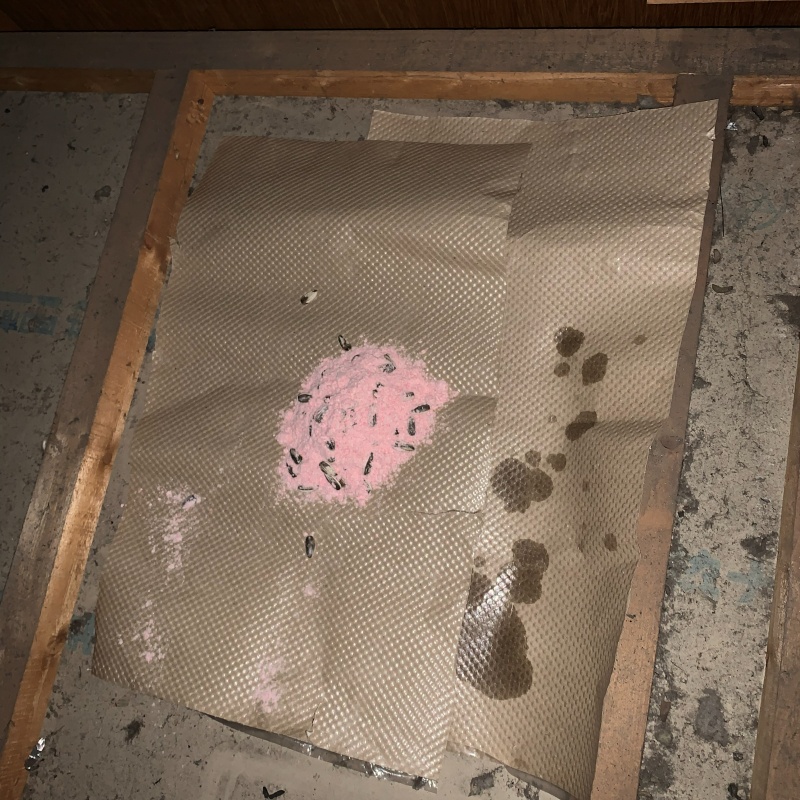 殺鼠剤を設置