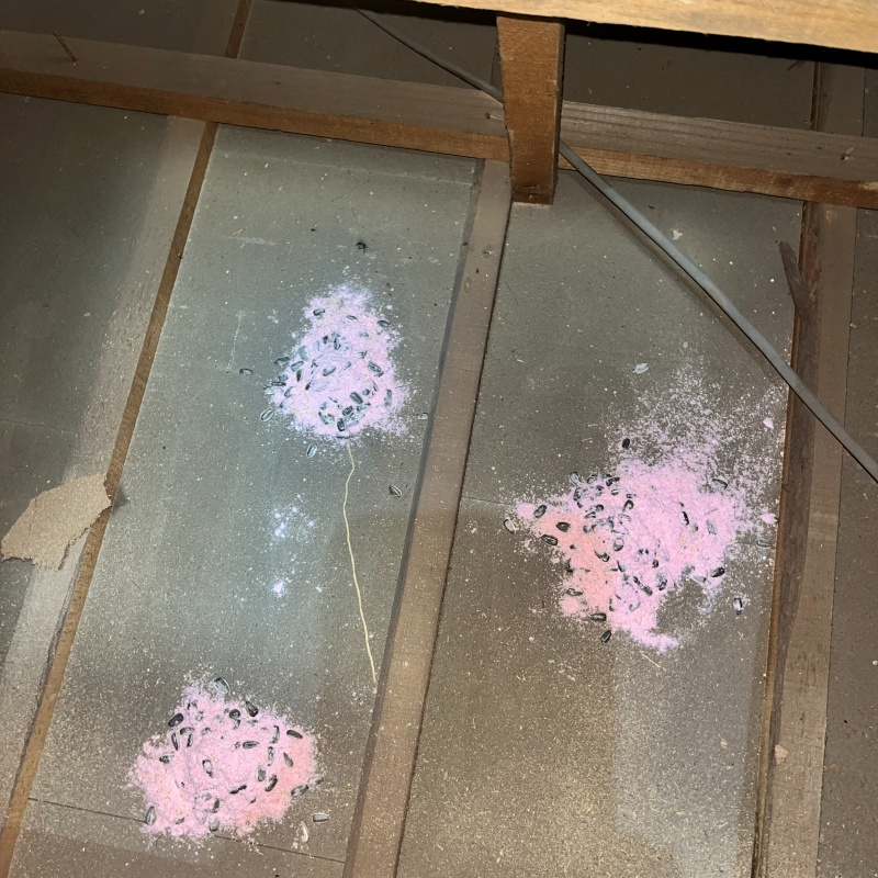 床下に殺鼠剤を設置した様子