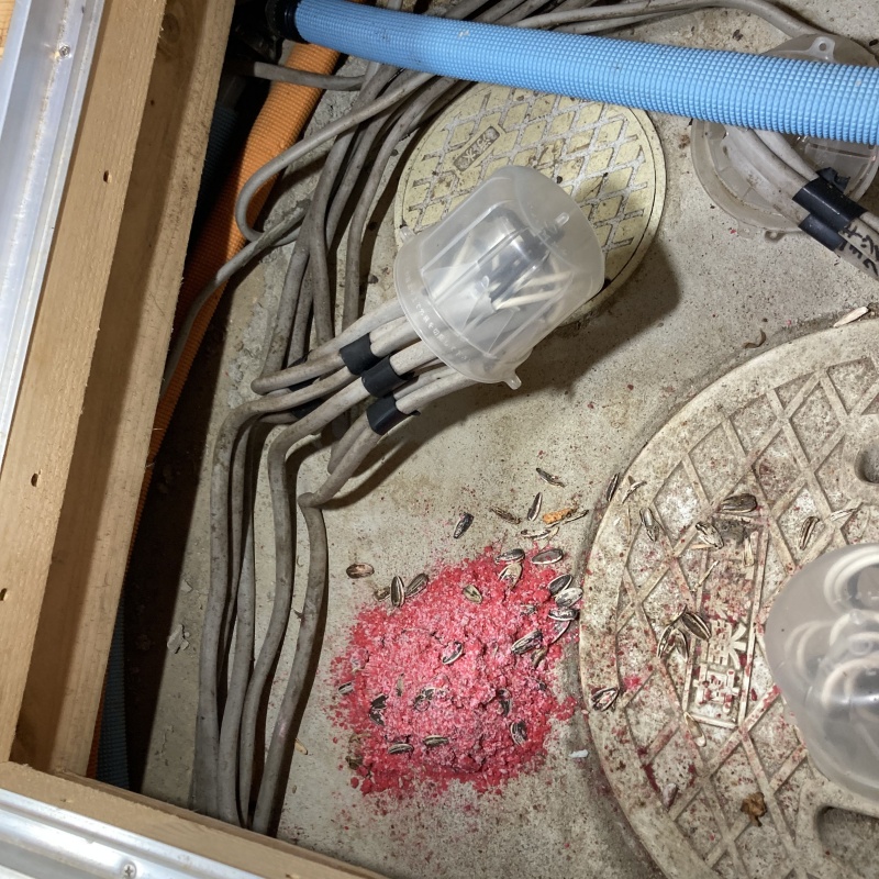 床下に殺鼠剤を設置