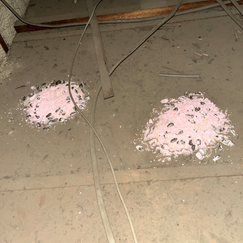 殺鼠剤を仕掛けている様子