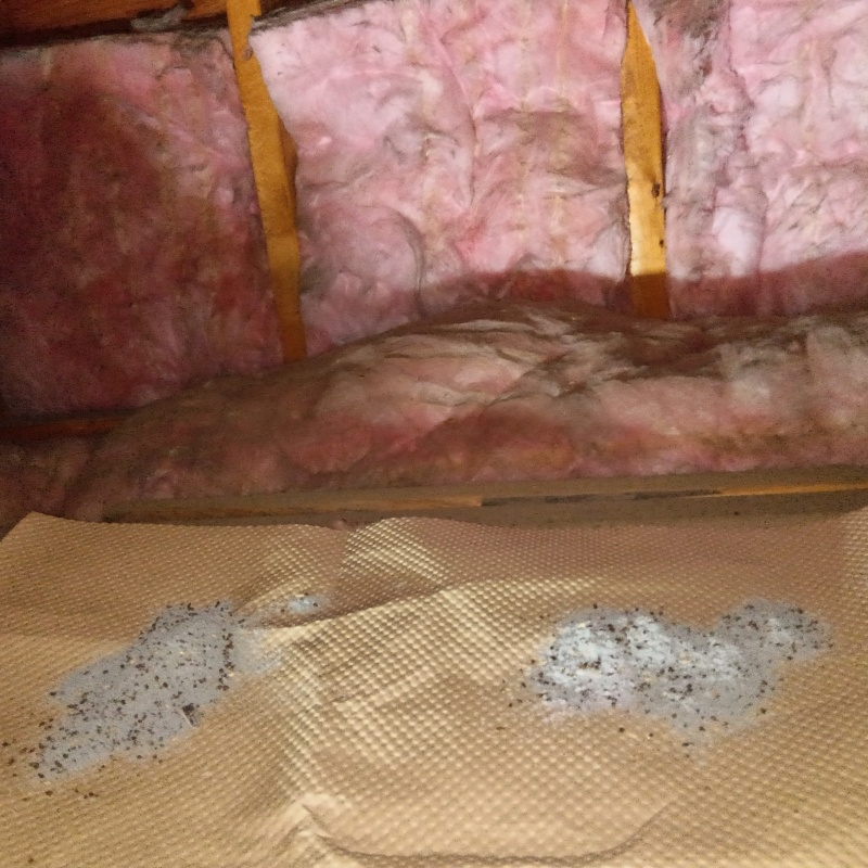 ネズミが殺鼠剤を食べたあと