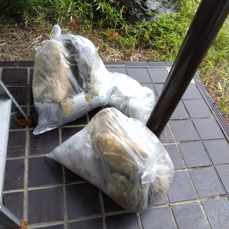 傷んだ断熱材を回収
