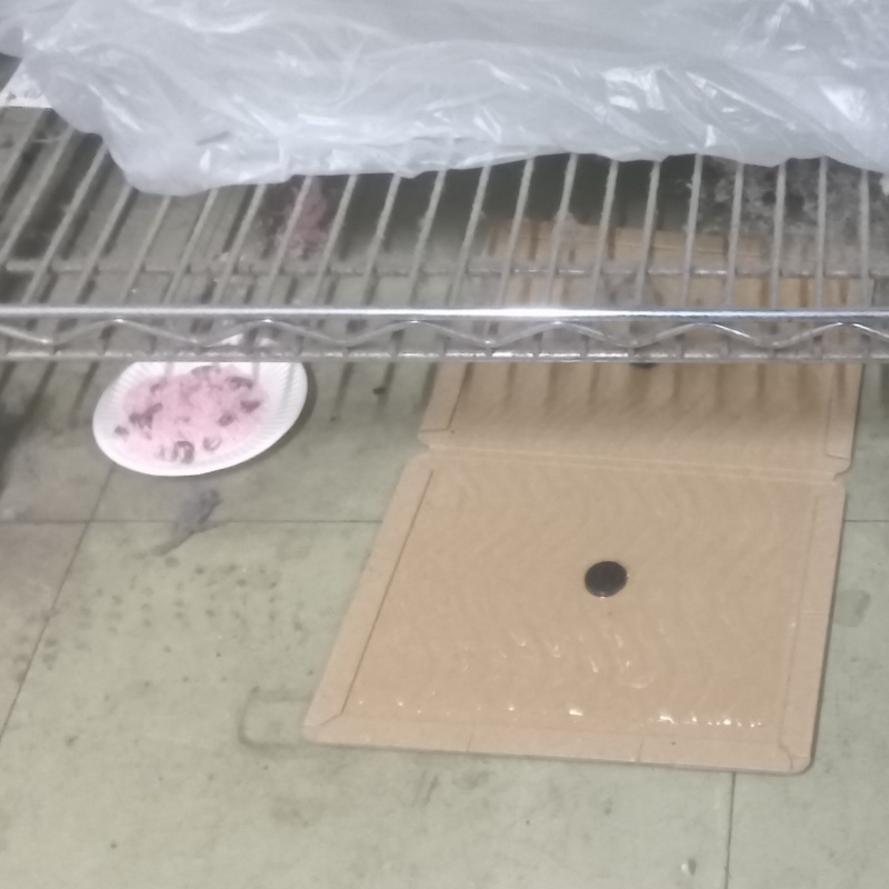 殺鼠剤を仕掛けている様子