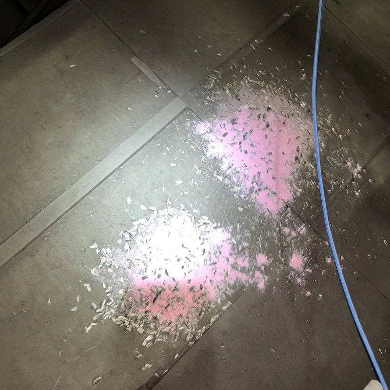 殺鼠剤を仕掛けている様子