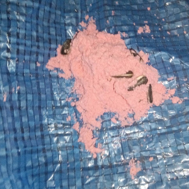 殺鼠剤を仕掛けている様子