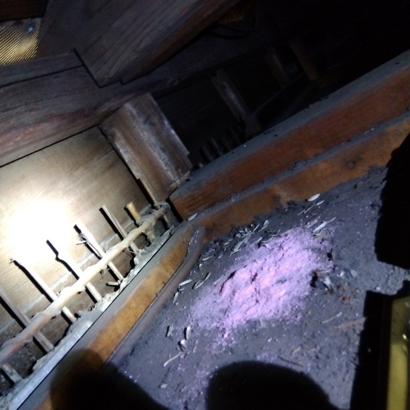 ネズミが殺鼠剤を食べたあと
