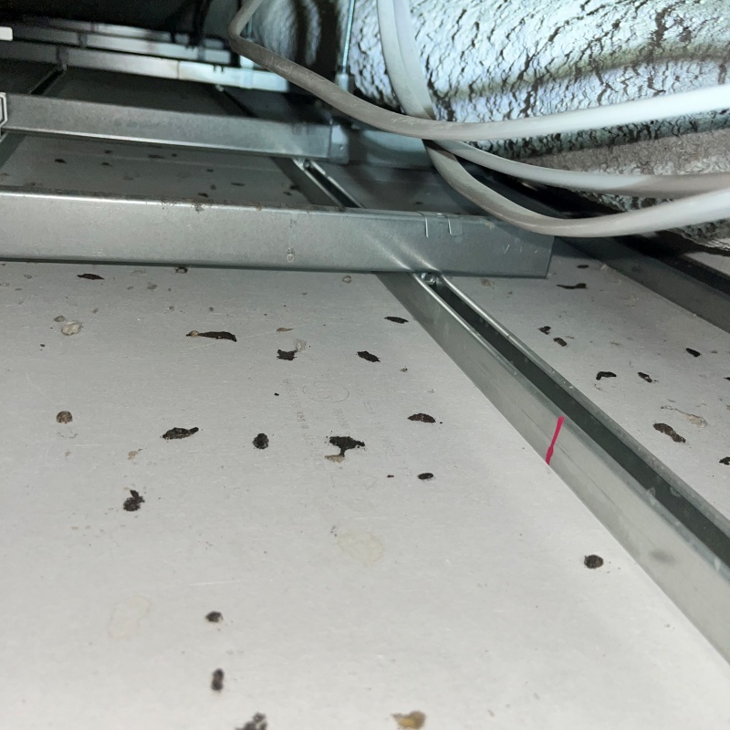 ネズミのフンが散らばっている様子