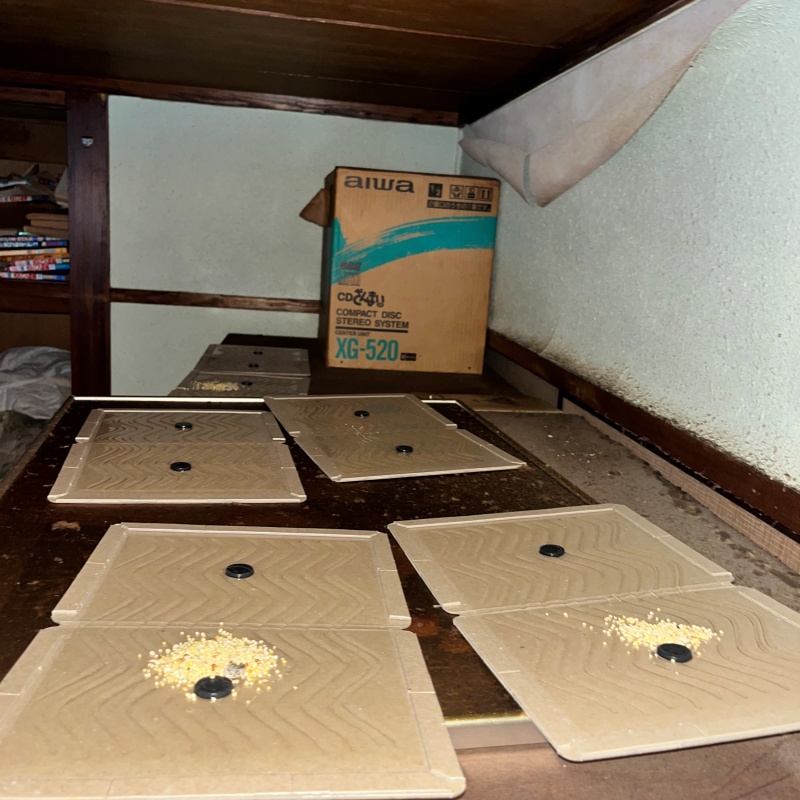 ネズミ駆除の施工事例（神奈川県横浜市南区白金町）