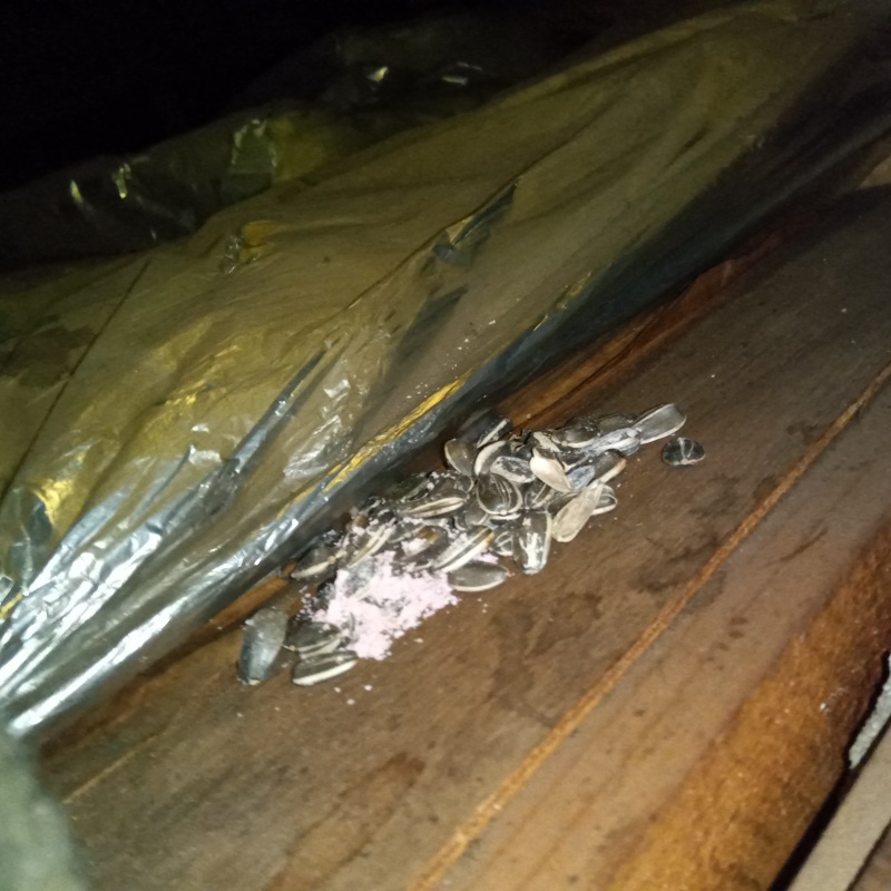 天井裏に殺鼠剤を設置
