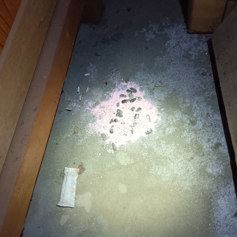 殺鼠剤を仕掛けている様子