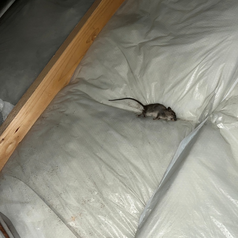 ネズミの死骸