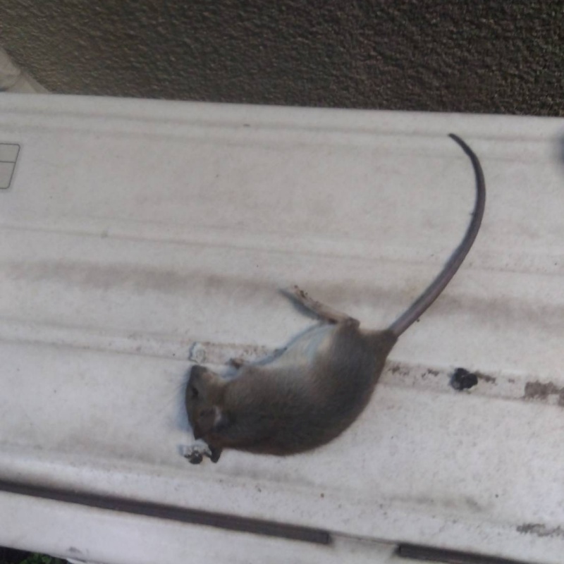 ネズミの死骸