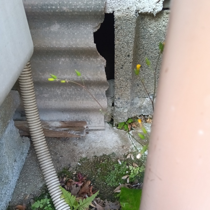 ネズミ駆除の施工事例（福岡県糸島市前原西）