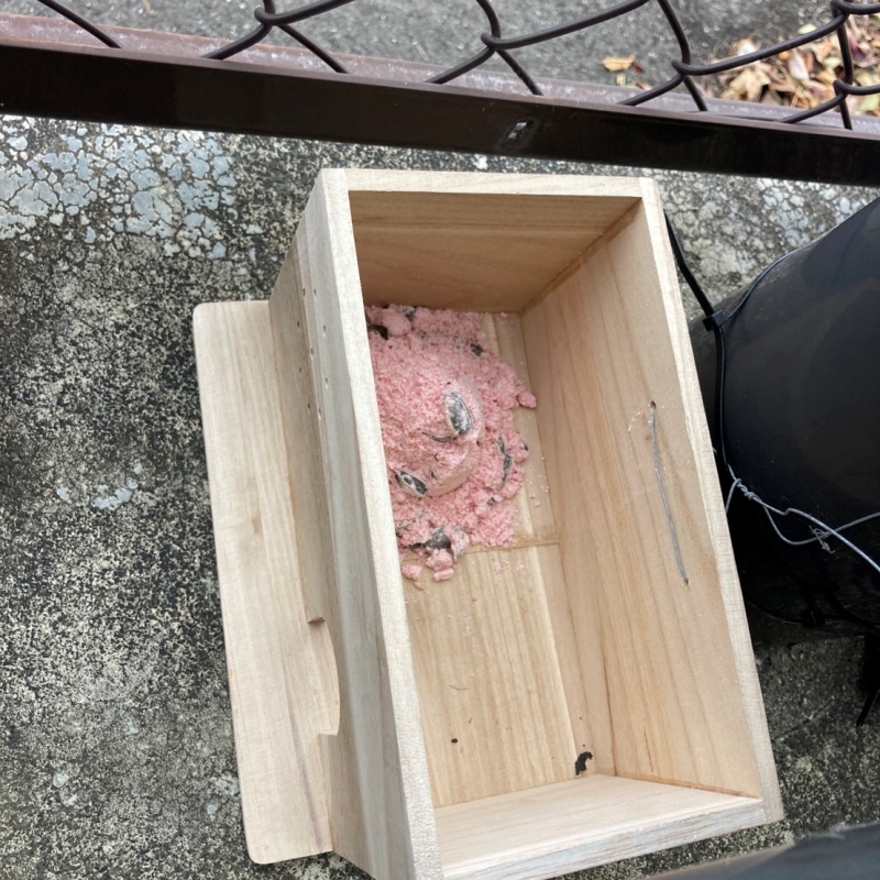 殺鼠剤を仕掛けている様子