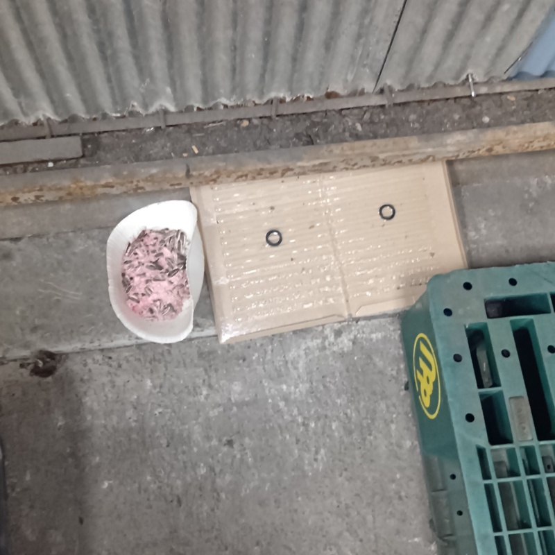 殺鼠剤を仕掛けている様子
