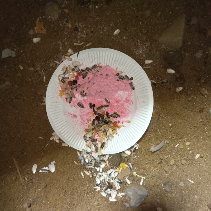 ネズミが殺鼠剤を食べた痕跡
