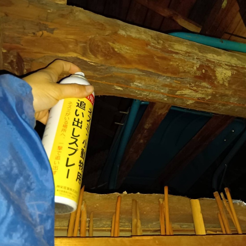 屋根裏に忌避剤を散布する様子