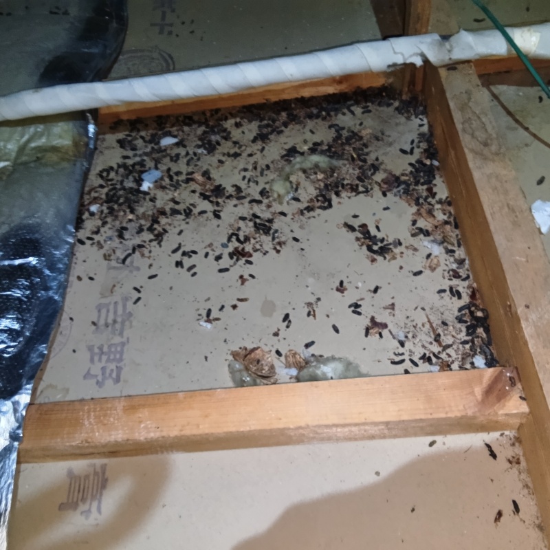 屋根裏のフン害