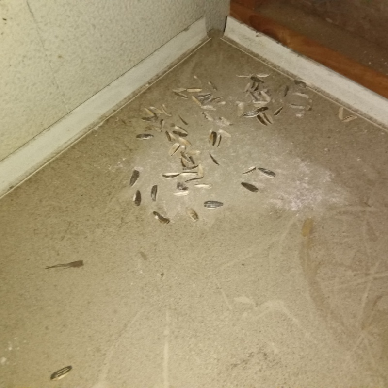 ネズミが殺鼠剤を食べた痕跡