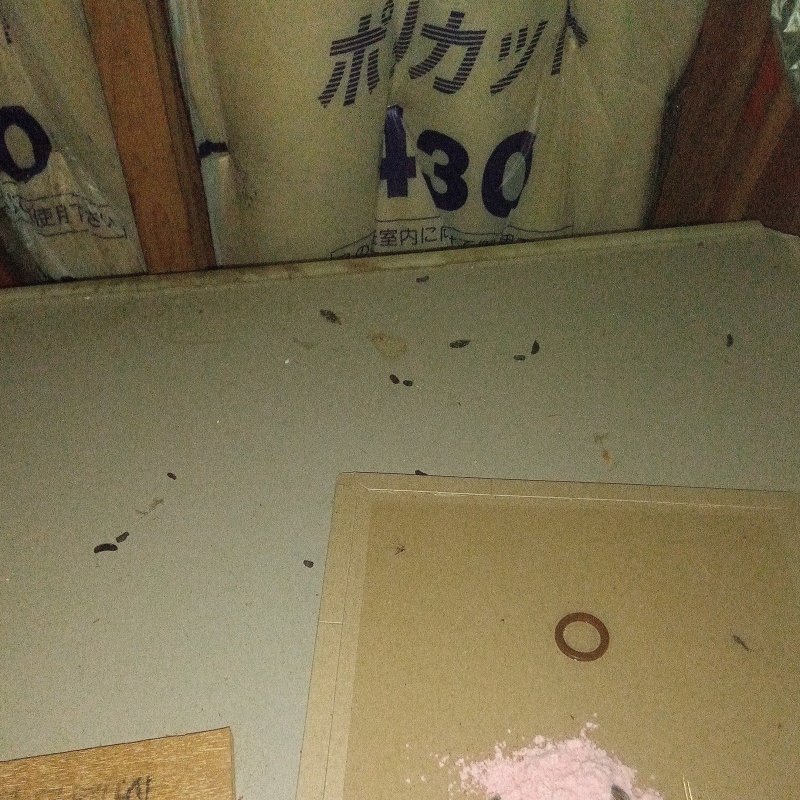 ネズミ駆除の施工事例（東京都練馬区北町）