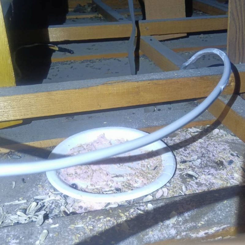 ネズミが殺鼠剤を食べたあと