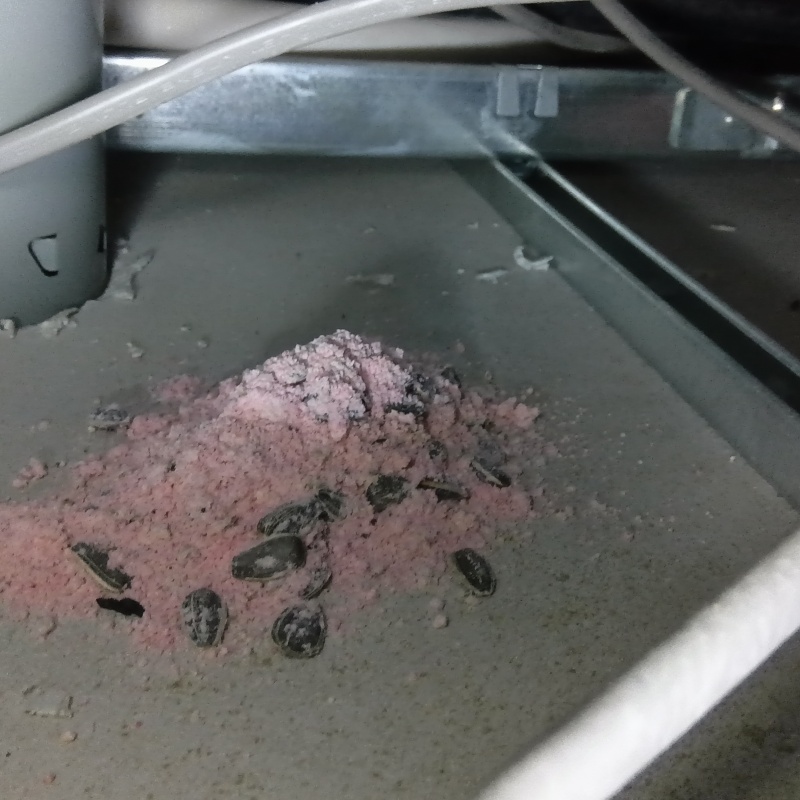 殺鼠剤を仕掛けている様子