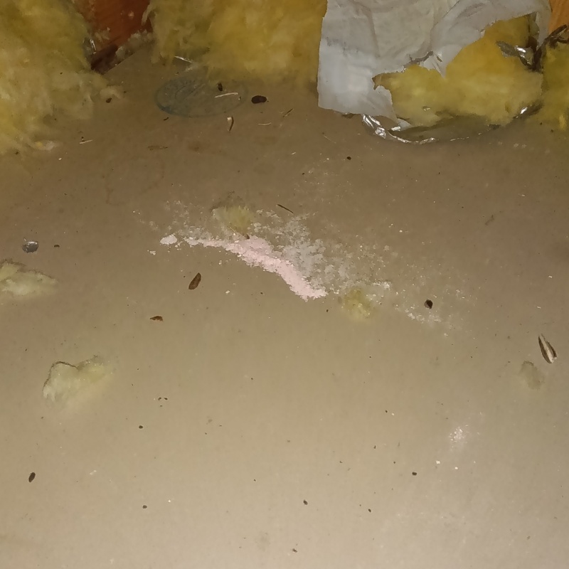 ネズミが殺鼠剤を食べたあと