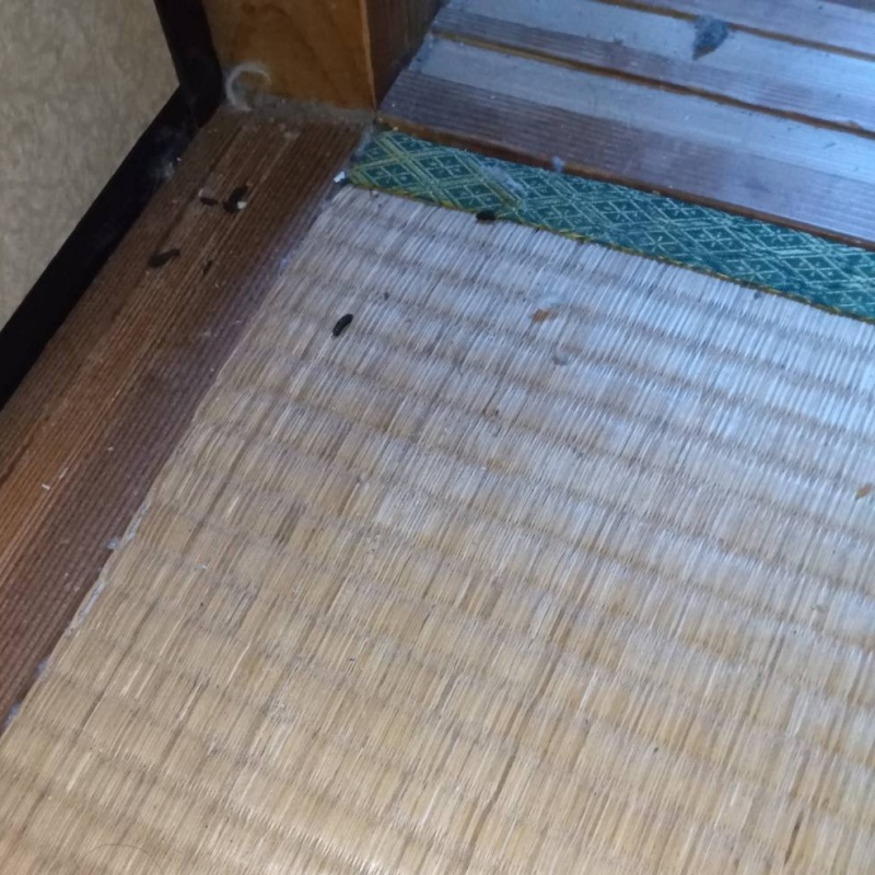 ネズミ駆除の施工事例（滋賀県大津市稲葉台）