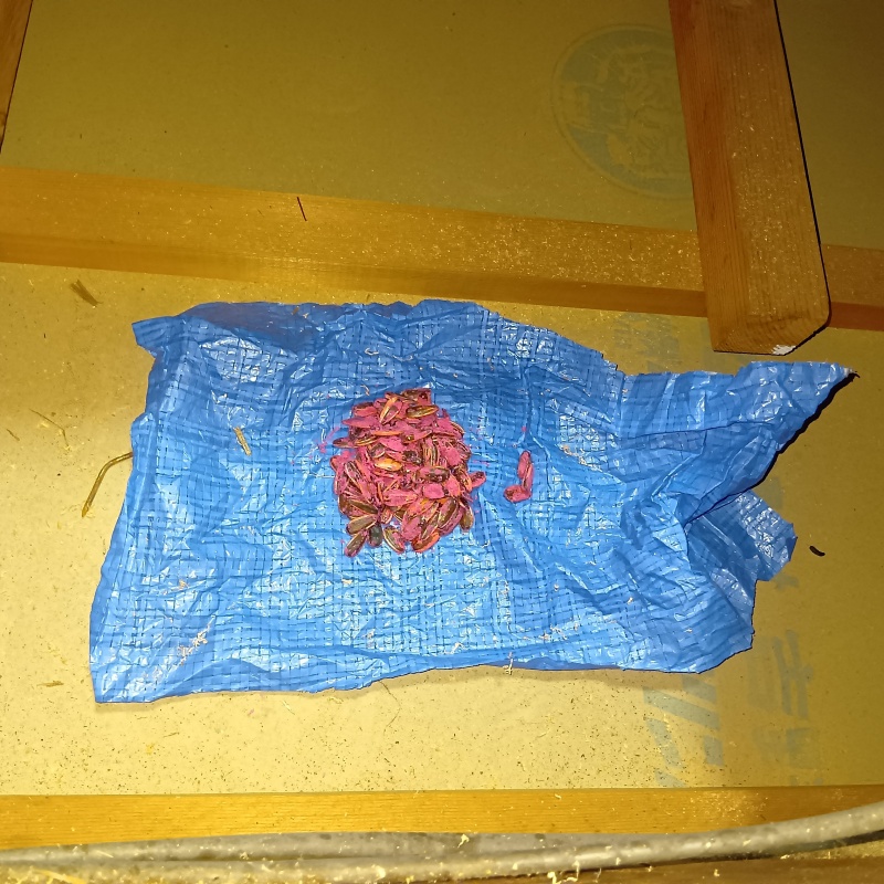 殺鼠剤を仕掛けている様子