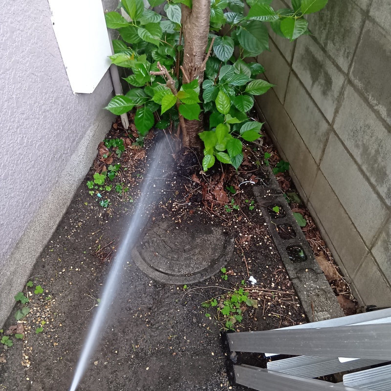 植木にシロアリ駆除剤を散布