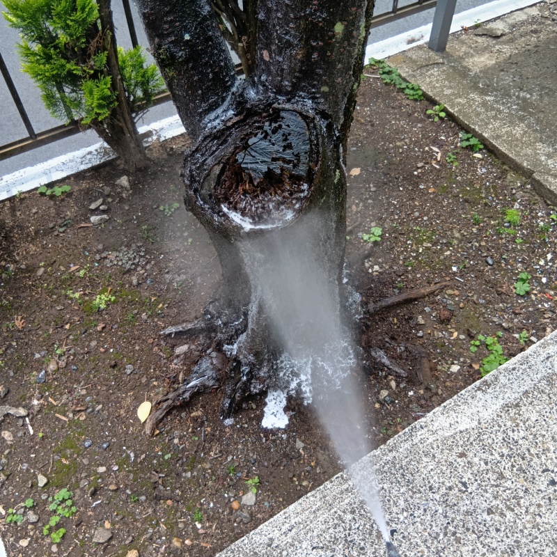植木にシロアリ駆除剤を散布
