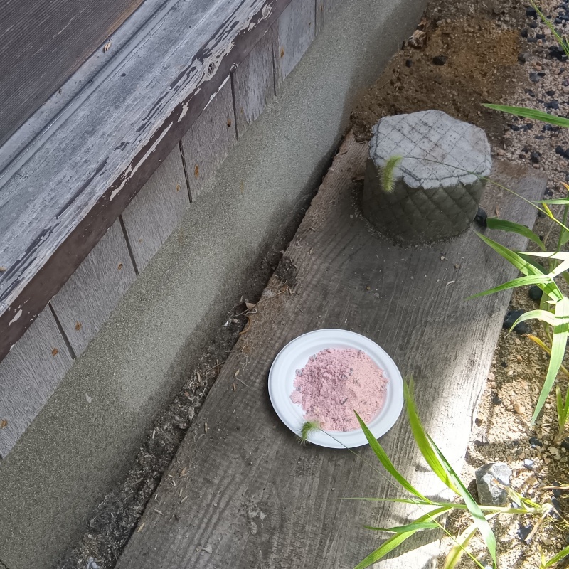 庭先に殺鼠剤を設置