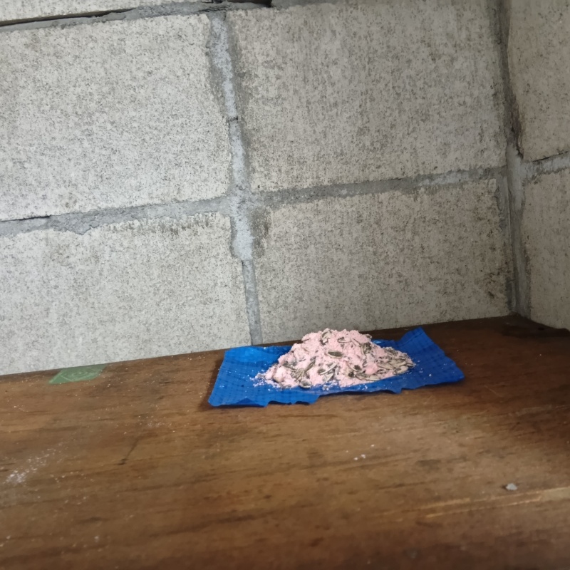 殺鼠剤を仕掛けている様子