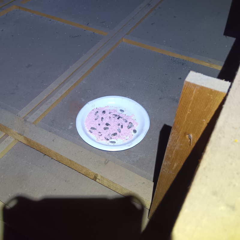 殺鼠剤を仕掛けている様子