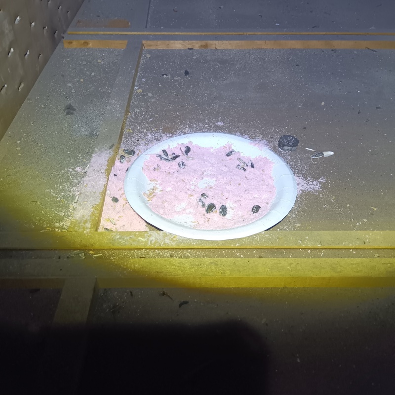 ネズミが殺鼠剤を食べたあと