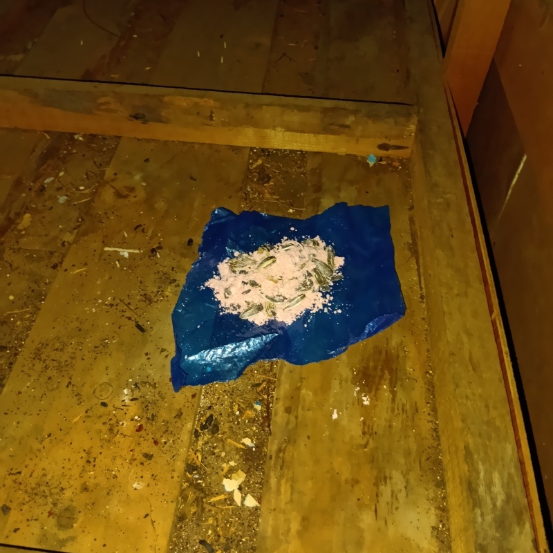 殺鼠剤を仕掛けている様子