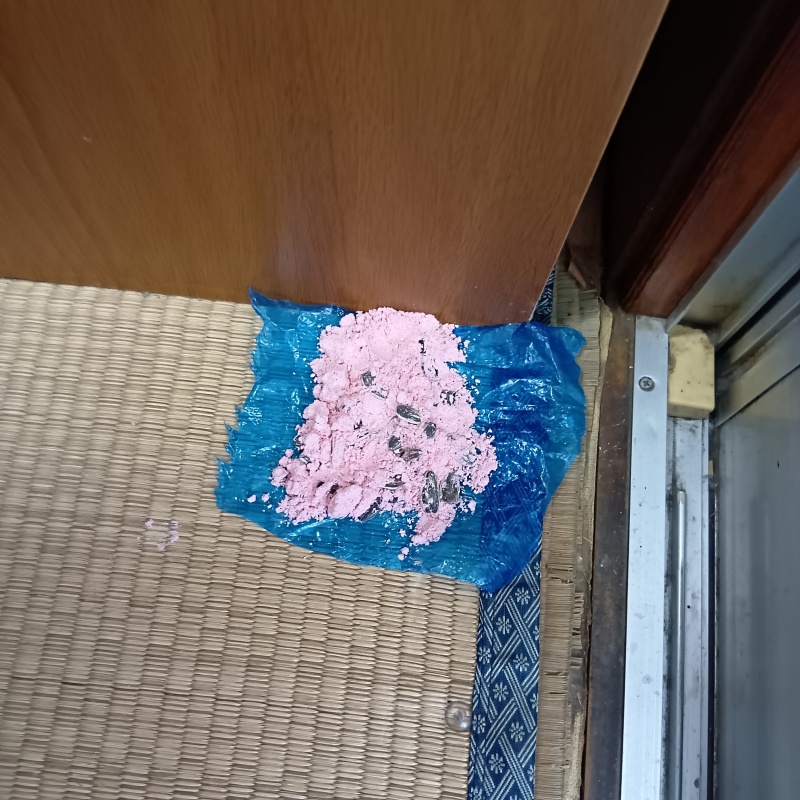 殺鼠剤を仕掛けている様子