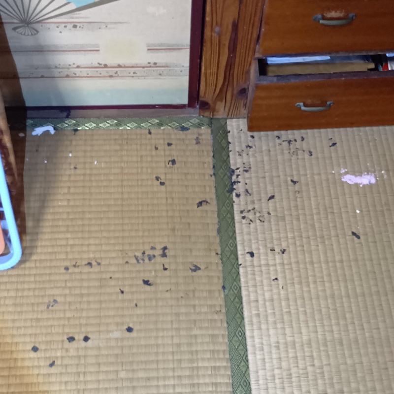 部屋中に散らばるフン