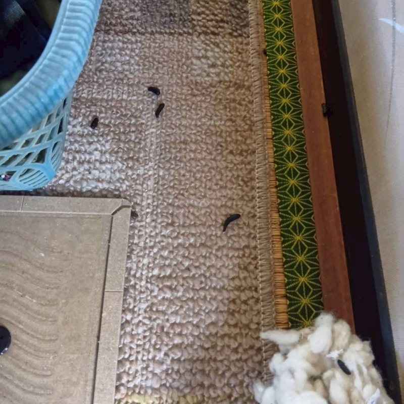室内に散らばるフン