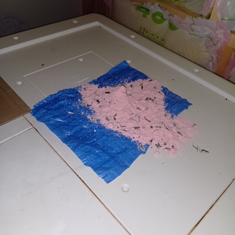 殺鼠剤を仕掛けている様子