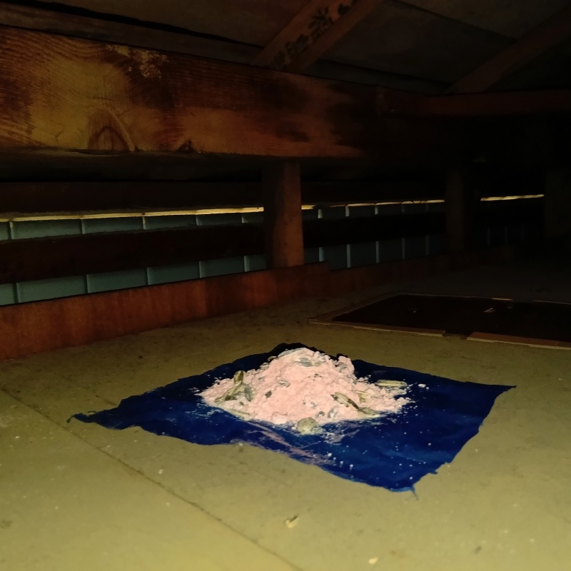 殺鼠剤を仕掛けている様子