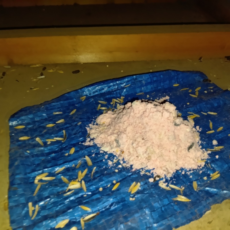 ネズミが殺鼠剤を食べたあと