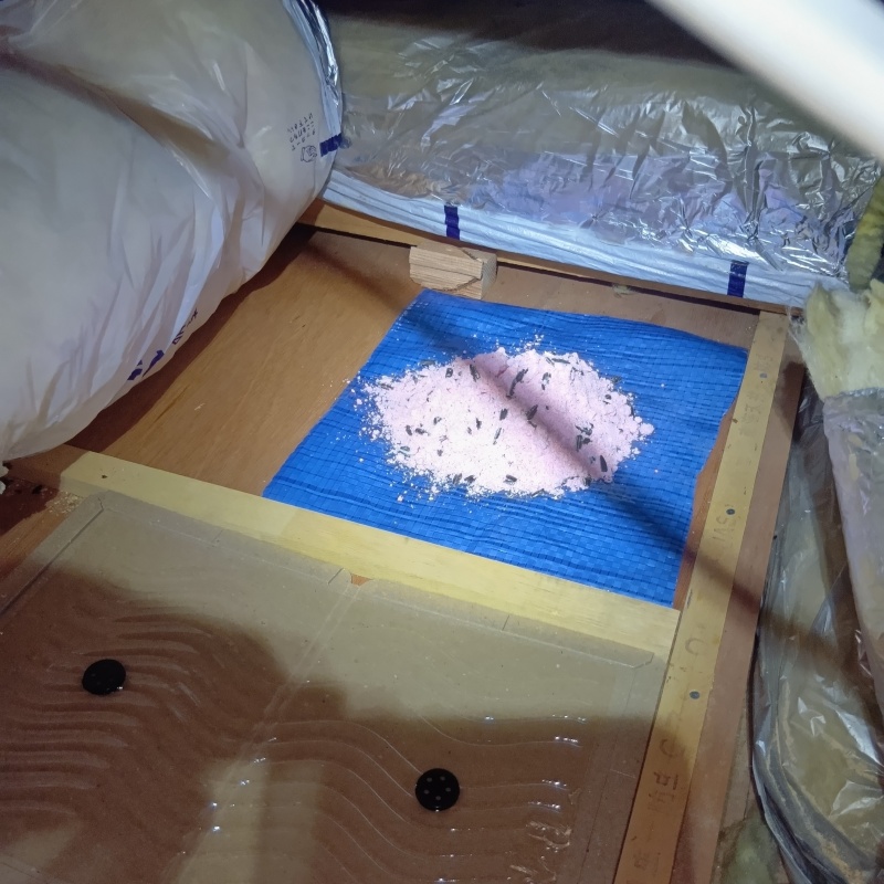 殺鼠剤を仕掛けている様子