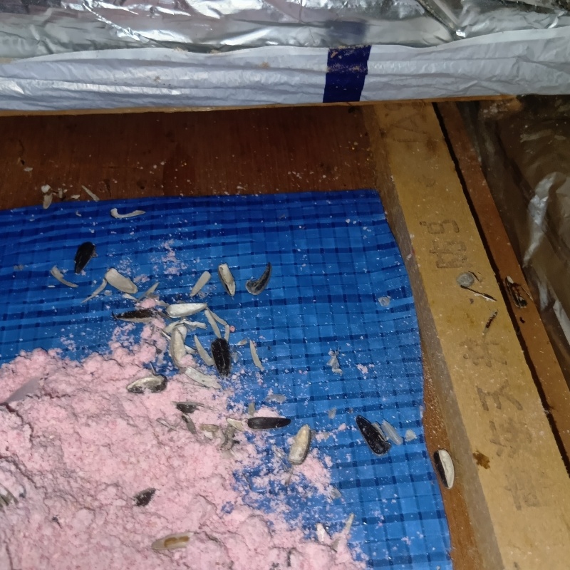 ネズミが殺鼠剤を食べたあと